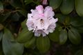 Rhododendron brachycarpum Różanecznik